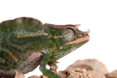 Usambara dev üç boynuzlu bukalemun, beyaz