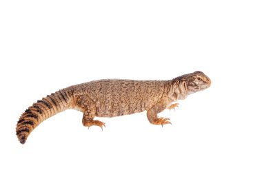 Sudan Mastigure, Uromastyx dispar beyaz