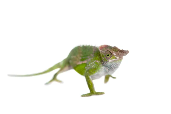 Fischers chameleon, Kinyongia fischeri on white — Stock Photo, Image