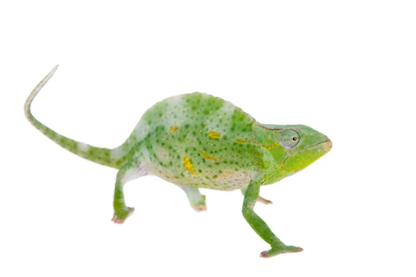 Usambara obří rohatá tři chameleon, na bílém pozadí — Stock fotografie