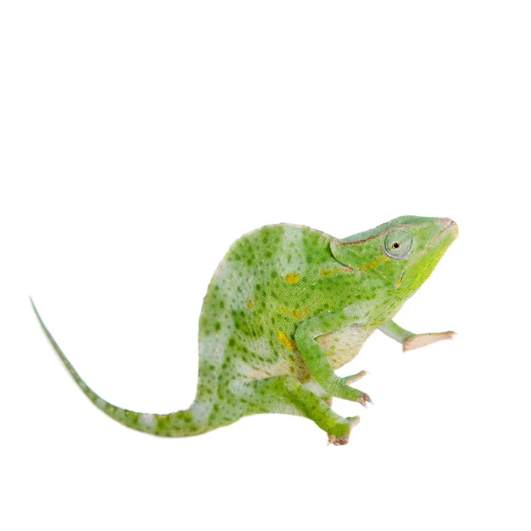 Usambara obří rohatá tři chameleon, na bílém pozadí — Stock fotografie