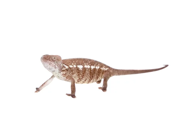 Oustalets nebo Malagasy obří chameleon na bílém pozadí — Stock fotografie