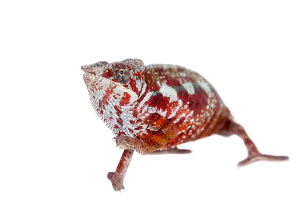 O camaleão pantera, Furcifer pardalis em branco — Fotografia de Stock