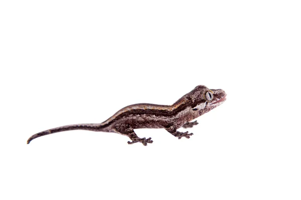 The gargoyle, New Caledonian bumpy gecko on white — Stock Photo, Image