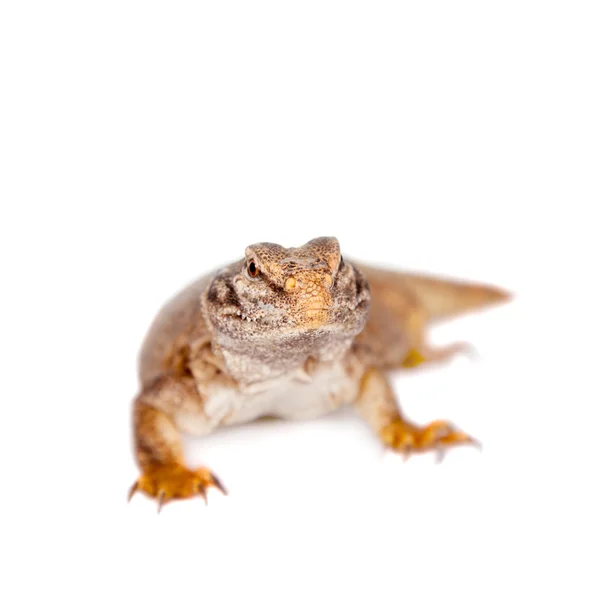 El Sudán Mastigure, Uromastyx dispar en blanco — Foto de Stock