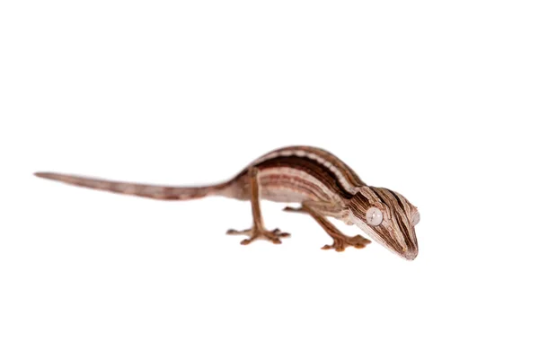 Gecko à queue de feuille doublée, Uroplatus lineatus sur blanc — Photo