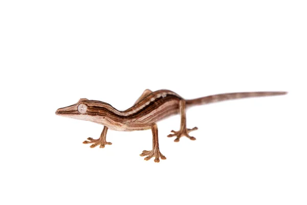 Gecko à queue de feuille doublée, Uroplatus lineatus sur blanc — Photo