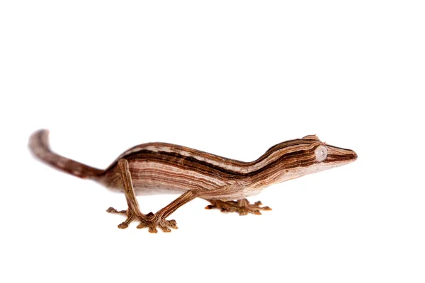 Bekleed Leaf-staart Gecko, Uroplatus lineatus op wit — Stockfoto