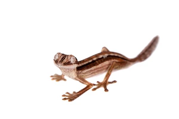 Geco coda di Foglia foderata, Uroplatus lineatus su bianco — Foto Stock