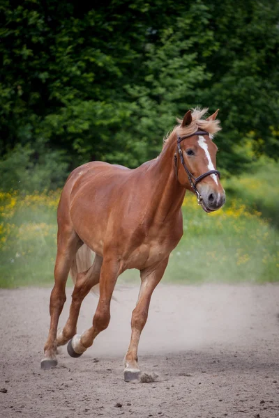 Caballo rojo corriendo al prado verde — Foto de Stock