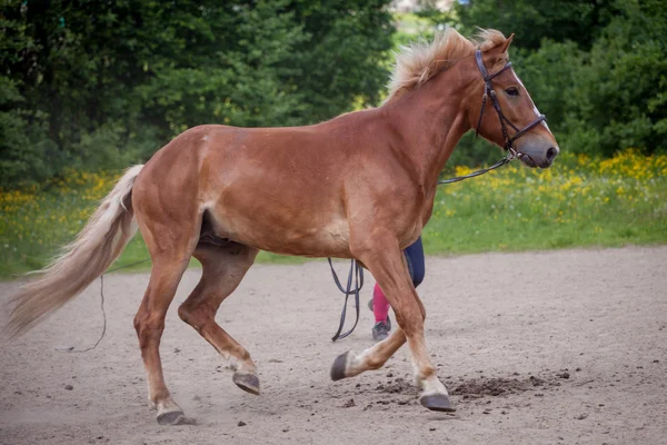 Red horse running to the green meadow — Stock Photo, Image