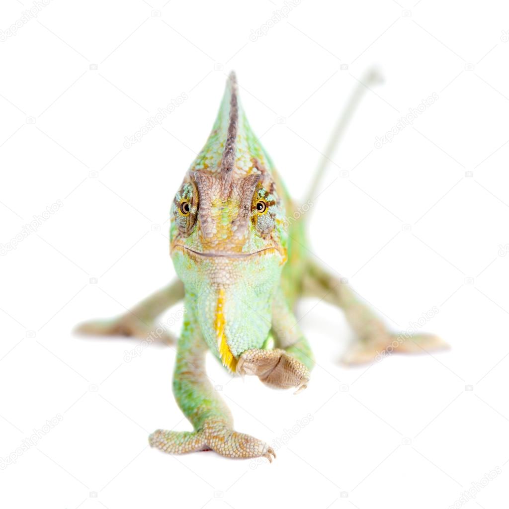 The veiled chameleon, Chamaeleo calyptratus, male Stock Photo by