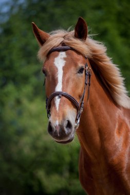 Kırmızı atı yeşil çayır çalıştıran