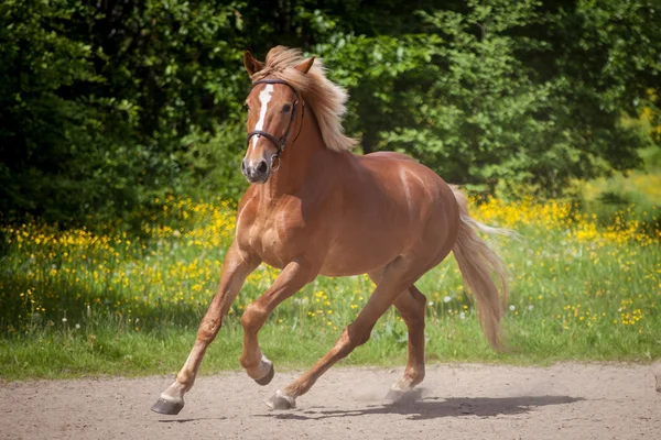 Cavallo rosso che corre verso il prato verde — Foto Stock