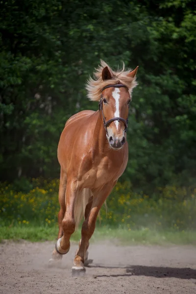 Caballo rojo corriendo al prado verde — Foto de Stock