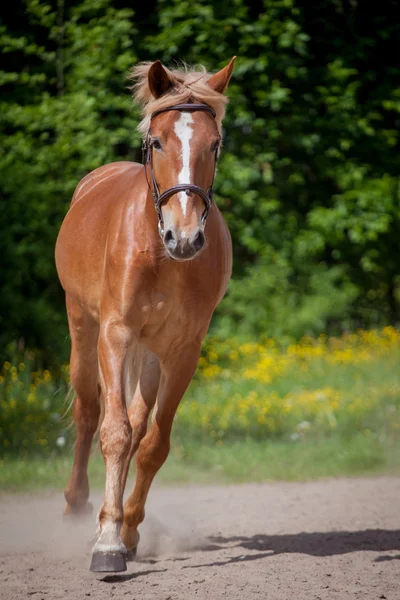 Caballo rojo corriendo al prado verde — Foto de Stock