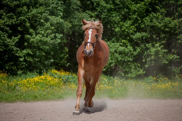 Caballo rojo corriendo al prado verde — Foto de Stock