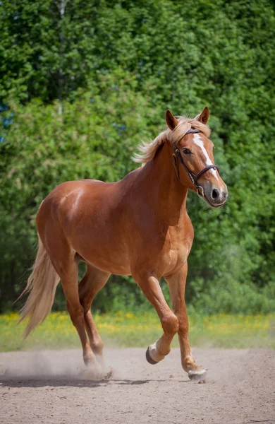 Caballo rojo corriendo al prado verde — Foto de Stock