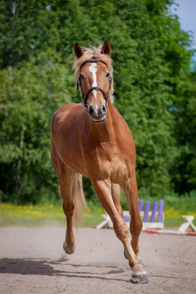 Caballo rojo corriendo al prado verde — Foto de Stock