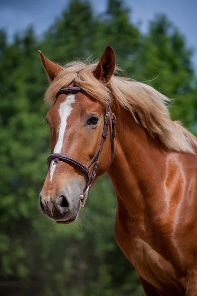 Caballo rojo corriendo al prado verde — Foto de Stock