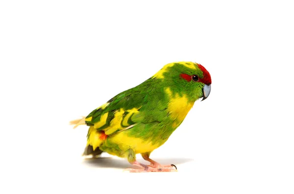 Vöröshomlokú kakariki papagáj, fehér — Stock Fotó