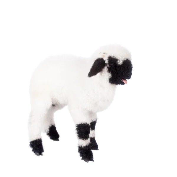 Valais lamb On White — Stock Photo, Image