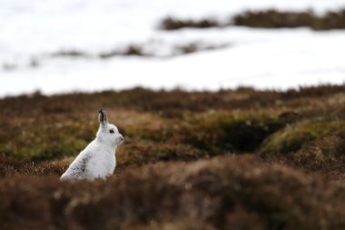 Heather Scottish dağda üzerinde dağ tavşan (tavşan timidus).