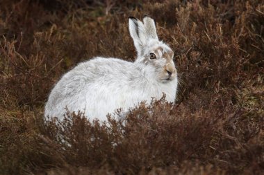 Heather Scottish dağda üzerinde dağ tavşan (tavşan timidus).