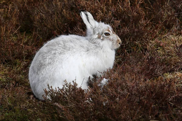히스 속의 식물에 스코틀랜드 산에 산 토끼 (토끼 timidus). — 스톡 사진