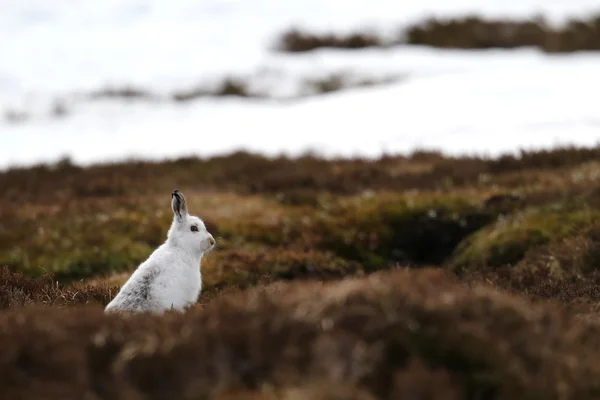 Zając Bielak (Lepus timidus) na szczyt Scottish Heather. — Zdjęcie stockowe