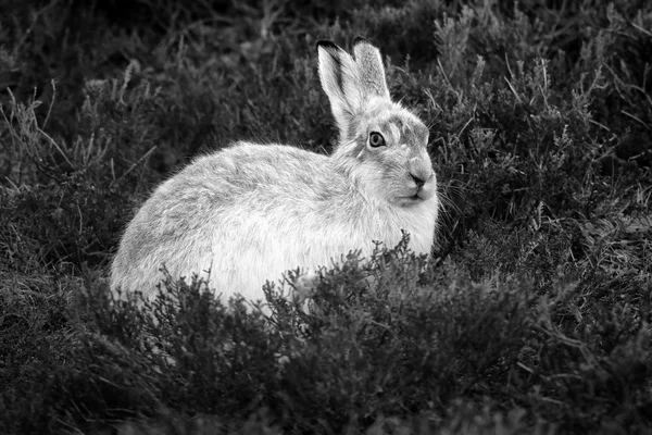 Горный заяц (Lepus timidus) на шотландской горе в Гетеборге . — стоковое фото