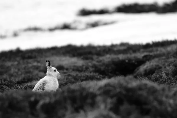 在希瑟的苏格兰山上山野兔 (兔 timidus). — 图库照片