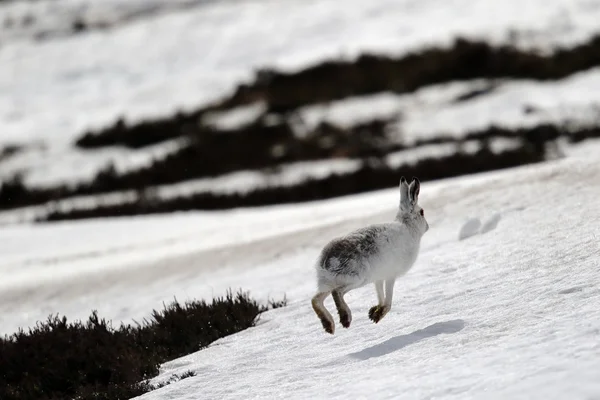 La liebre de montaña (Lepus timidus) en una montaña escocesa en la nieve . — Foto de Stock