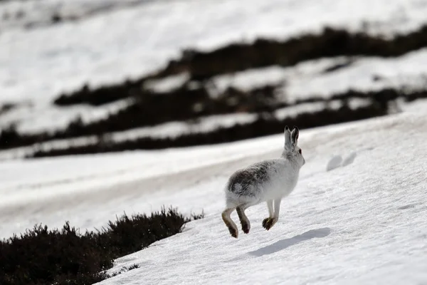 The mountain hare (Lepus timidus) on a Scottish Mountain on the snow. — Stock Image The mountain hare (Lepus timidus) on a Scottish Mountain on the snow. Stock Picture