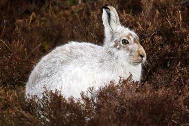 Heather Scottish dağda üzerinde dağ tavşan (tavşan timidus).