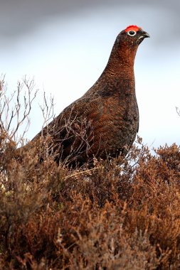 Red Grouse (lagopus scotica) in the heather clipart