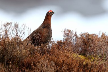 Red Grouse (lagopus scotica) in the heather clipart