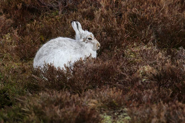 Zając Bielak (Lepus timidus) na szczyt Scottish Heather. — Zdjęcie stockowe
