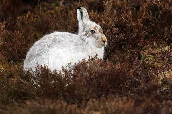 히스 속의 식물에 스코틀랜드 산에 산 토끼 (토끼 timidus). — 스톡 사진