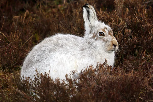 La liebre de montaña (Lepus timidus) en una montaña escocesa en el brezo . — Foto de Stock