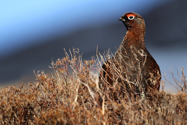 Red Grouse (lagopus scotica) in the heather
