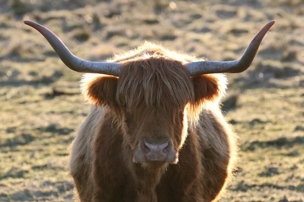 Highland Cows é uma raça bovina escocesa. Aqui retroiluminado no início da manhã sol . — Fotografia de Stock