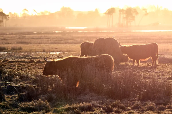 Highland tehenek egy skót szarvasmarha tenyészt. Itt hátország a kora reggeli napsütésben. — Stock Fotó