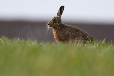 Mad March Hares! European or Brown Hare (Lepus europaeus). On farmers dew soaked field. clipart
