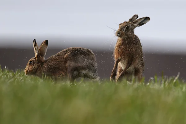 Marca wściekły zające! Europejskiej lub brązowy zające (Lepus europaeus) "boks". Aktywność zazwyczaj między kobietą i mężczyzną podczas zalotów. Na polu Rosa nasączone rolników. — Zdjęcie stockowe