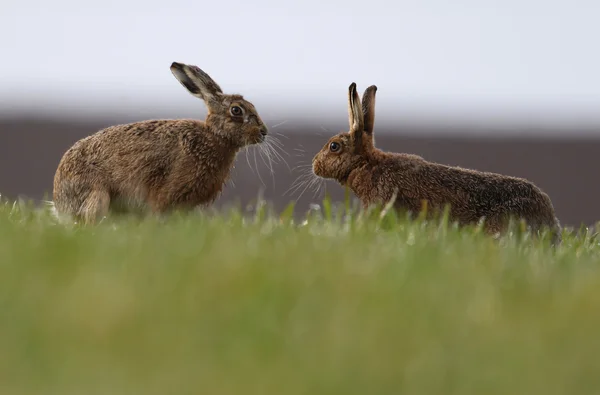 ¡Mad March Hares! Liebres europeas o marrones (Lepus europaeus) "boxeo". Actividad generalmente entre una hembra y un macho durante el cortejo. En el campo empapado de rocío agricultores . — Foto de Stock