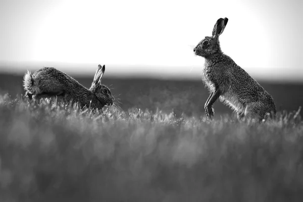¡Mad March Hares! Liebres europeas o marrones (Lepus europaeus) "boxeo". Actividad generalmente entre una hembra y un macho durante el cortejo. En el campo empapado de rocío de los agricultores. Blanco y negro — Foto de Stock