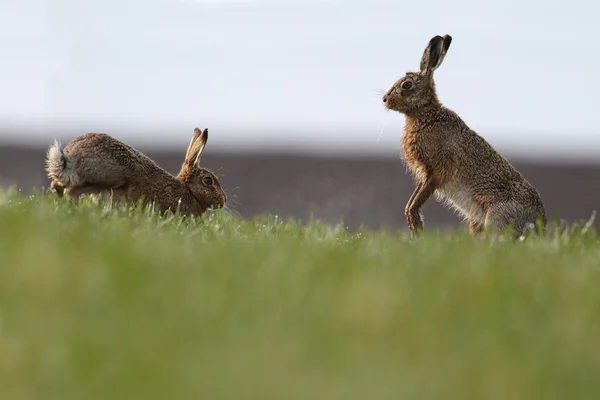 ¡Mad March Hares! Liebres europeas o marrones (Lepus europaeus) "boxeo". Actividad generalmente entre una hembra y un macho durante el cortejo. En el campo empapado de rocío agricultores . — Foto de Stock