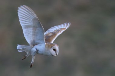 Vahşi peçeli baykuş (Tyto alba) uçuş güzel yeşil alan arka plan ile. İngiltere'de çekilmiş. Sigara esir kuş.