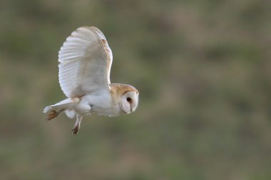 Vahşi peçeli baykuş (Tyto alba) uçuş güzel yeşil alan arka plan ile. İngiltere'de çekilmiş. Sigara esir kuş.